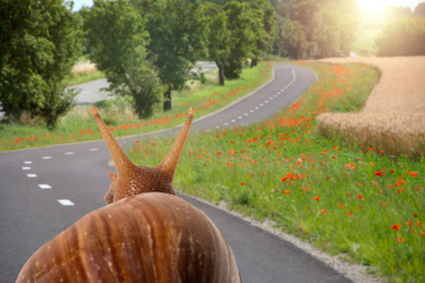 Soft focus of snail travels on the road viewed from behind. - Photo, Image