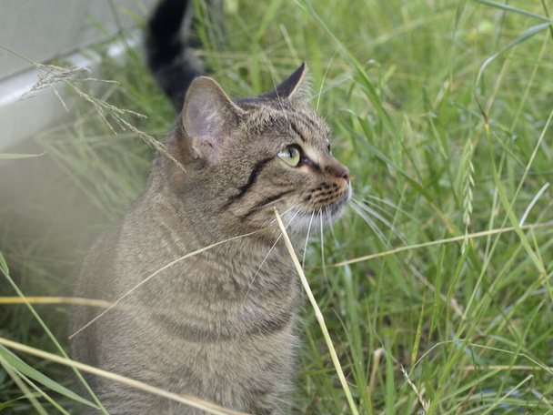 Een bange huiskat kijkt uit tussen het hoge groene gras - Foto, afbeelding
