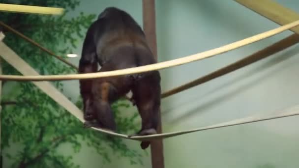 Gorilla playing in the zoo - Video