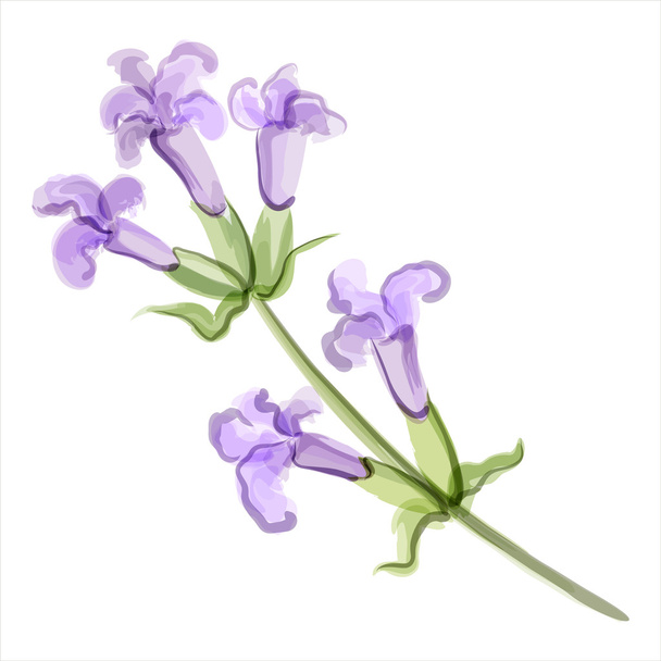 Lavendel. Vectorillustratie - Vector, afbeelding