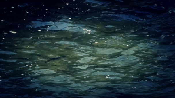 eine Gruppe Fische schwimmt - Filmmaterial, Video