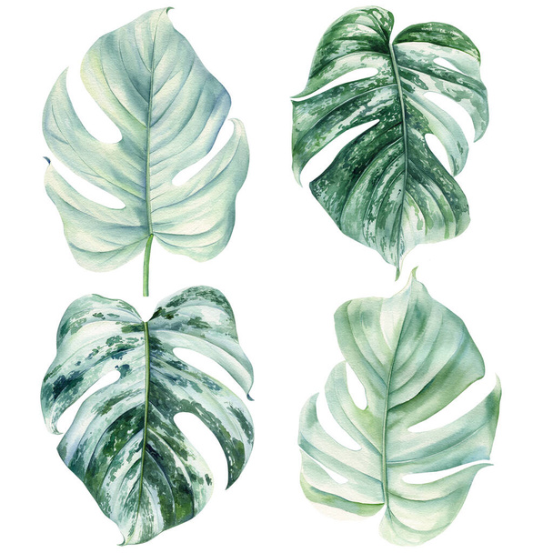 Tropische palmbladeren. Monstera palmblad illustratie in aquarel. Jungle planten set Aquarel hand tekening Botanische schilderen. Hoge kwaliteit illustratie - Foto, afbeelding