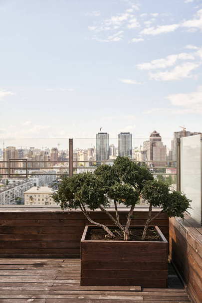 A vibrant tree gracefully thrives in a planter on a rustic wooden deck, bathed in sunlight and bringing nature into this urban space - Photo, Image