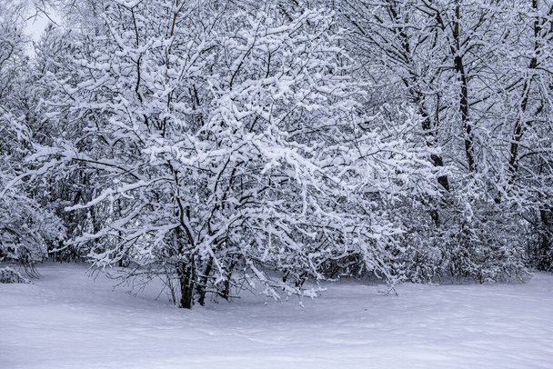 Árboles cubiertos de nieve en un día nublado de invierno. - Foto, Imagen