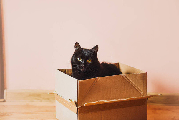 Sevimli Evcil Kedi Kartonda Zevk Veriyor - Fotoğraf, Görsel