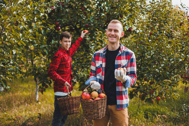 Gelukkige mannelijke boer plukt rijpe appels in boomgaard tijdens de herfstoogst. Appeloogst tijd. Appelboomgaard. Familiebedrijf dat fruitbomen kweekt - Foto, afbeelding