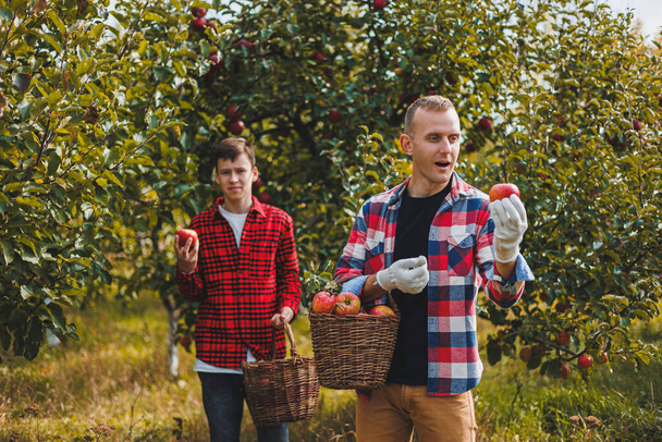 Söpö nuori miesmaanviljelijä poimii omenoita puutarhassa ja laittaa ne koriin. Syksyn sadon punaisten omenoiden korjuu. - Valokuva, kuva