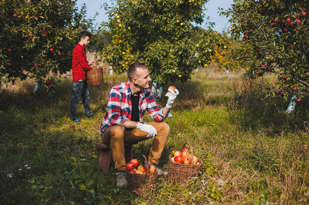 Happy male farmer picking ripe apples in orchard during autumn harvest. Apple harvest time. Apple orchard. Family farm growing fruit trees - Foto, imagen