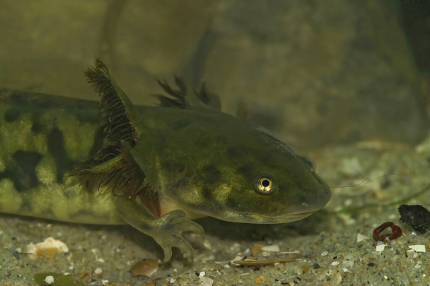 Detailed closeup on a large aquatic larvae of the Barred tiger salamander, Ambystoma mavortium already showing its adult coloration - Photo, Image