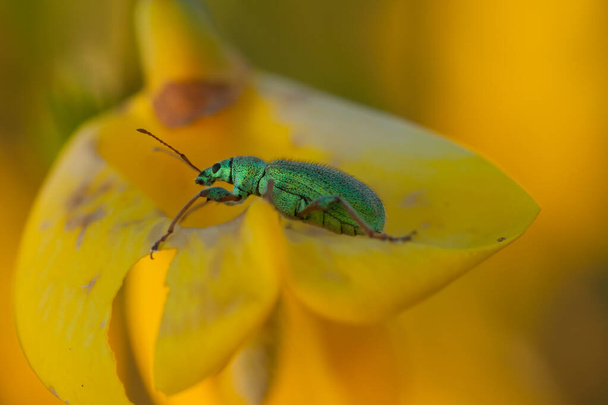 Um pequeno inseto em uma folha em um ambiente natural, macro - Foto, Imagem