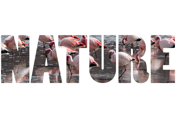 Pembe flamingo üzerine kelime doğası.. - Fotoğraf, Görsel