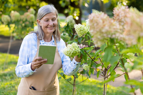 Happy mature female gardener browsing on a tablet surrounded by lush greenery and blooming flowers in a bright, tranquil garden. - Фото, изображение