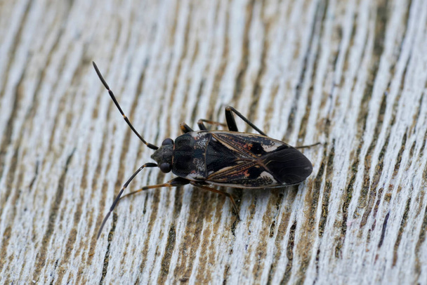 Primer plano natural sobre un insecto de tierra grande, alargado y de patas largas, Rhyparochromus vulgaris sentado sobre madera - Foto, imagen