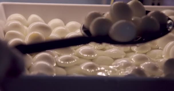 uovo di quaglia in esposizione sul mercato - Filmati, video