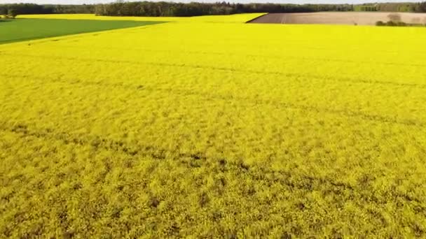 Aerial view of yellow rapeseed field. - Footage, Video