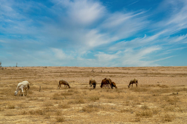 Güzel kurak manzaralı ve mavi gökyüzü olan çöldeki atlar. Guajira, Kolombiya. - Fotoğraf, Görsel