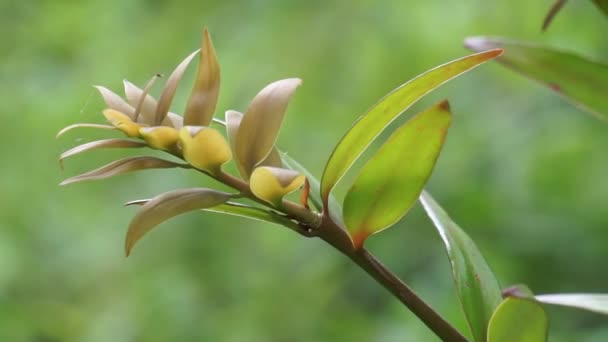 Agathis robusta (pin Dundathu, pin kauri, kauri du Queensland, kauri australien). Cet arbre produit un bois de haute qualité qui a été utilisé à diverses fins telles que l'ébénisterie, la menuiserie - Séquence, vidéo