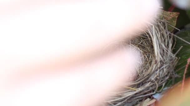 Huevos de Bulbul con ventilación amarilla en el nido de aves
 - Metraje, vídeo