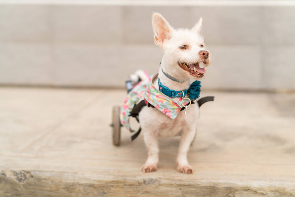 Radosny biały pies z niepełnosprawnością, noszący kwiatową uprząż i wózek inwalidzki, cieszący się dniem na zewnątrz. - Zdjęcie, obraz