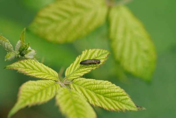 Natürliche Nahaufnahme am kleinen metallischen Eichenjuwel oder Prachtkäfer Agrilus biguttatus auf grünem Blatt - Foto, Bild