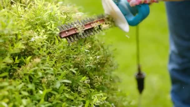 Una mujer jardinero en uniforme de trabajo recorta un arbusto con tijeras eléctricas. Hecho a mano en la temporada de verano. - Imágenes, Vídeo