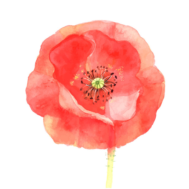 Beautiful red poppy - Vector, Image