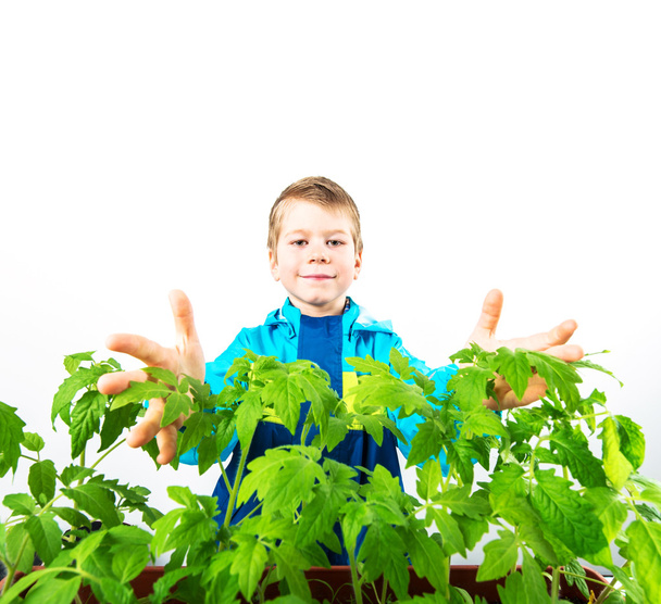 Ευτυχισμένος άνοιξη κηπουρικής αγόρι με τα σπορόφυτα και εργαλεία σε άσπρο φόντο. - Φωτογραφία, εικόνα