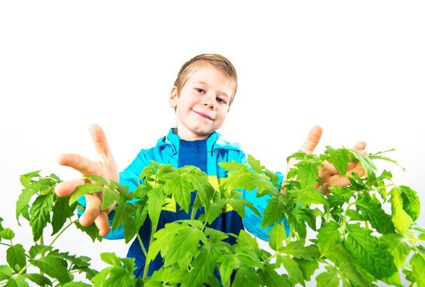 Happy spring gardening boy with seedlings and tools on white background. - Photo, Image