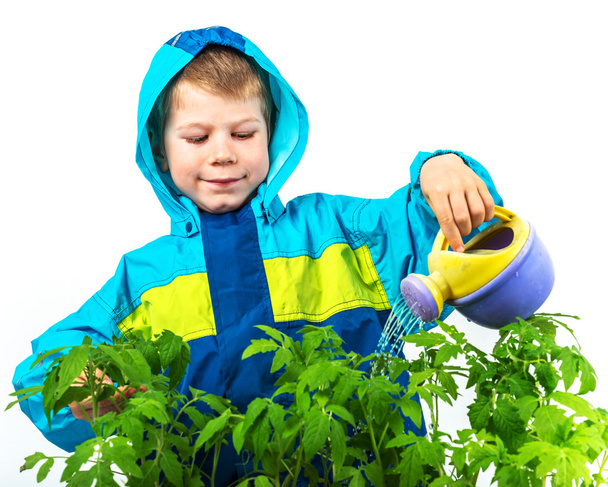Piccolo ragazzo che innaffia la pianta con poco può
 - Foto, immagini