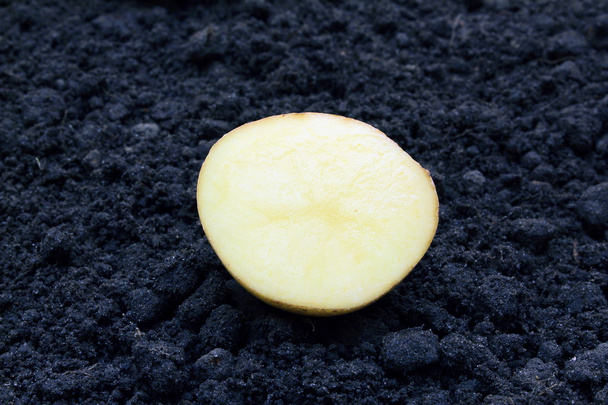 Kartoffel - Фото, зображення