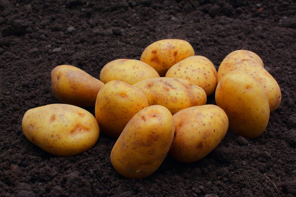 Kartoffel - Φωτογραφία, εικόνα