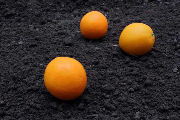 Orangen - Photo, Image