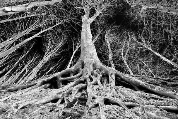 Árbol con raíces en el suelo
 - Foto, Imagen