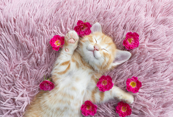 mignon chaton rouge se couche sur son dos et dort profondément sur un oreiller, avec des fleurs de rose autour de lui. doux rêve, enfance confortable d'un animal de compagnie bien-aimé, tendresse - Photo, image