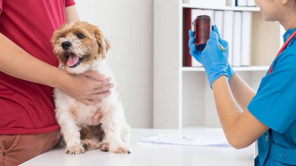 Veterinární lékař doporučuje tonikum majitel psa pomoci vyživit tělo po každoročním lékařském vyšetření hledání nemocí může dojít s domácími mazlíčky. Roční zdravotní vyšetření koncepce pro domácí zvířata a tonika veterinární lékaři - Fotografie, Obrázek