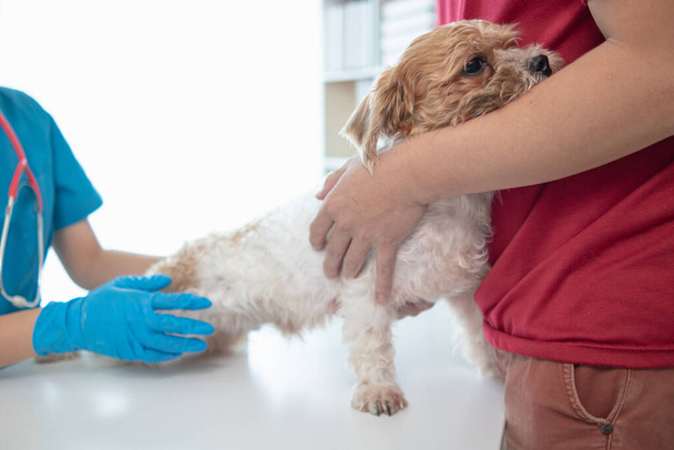 Los veterinarios están realizando revisiones anuales en los perros para buscar posibles enfermedades y tratarlas rápidamente para garantizar la salud de la mascota. veterinario está examinando perro en clínica veterinaria para el tratamiento - Foto, imagen