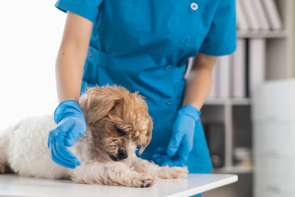 Veterinários estão realizando exames anuais em cães para procurar possíveis doenças e tratá-los rapidamente para garantir a saúde do animal de estimação. veterinário está examinando cão na clínica veterinária para tratamento - Foto, Imagem