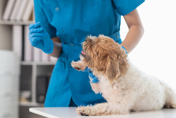 Dierenartsen zijn het uitvoeren van jaarlijkse controles op honden om te zoeken naar mogelijke ziekten en hen snel te behandelen om de gezondheid van het huisdier te waarborgen. dierenarts onderzoekt hond in veterinaire kliniek voor behandeling - Foto, afbeelding