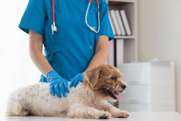 Ветеринари проводять щорічні перевірки на собак, щоб шукати можливі хвороби і швидко лікувати їх, щоб забезпечити здоров'я улюбленця. ветеринар вивчає собаку у ветеринарній клініці для лікування - Фото, зображення