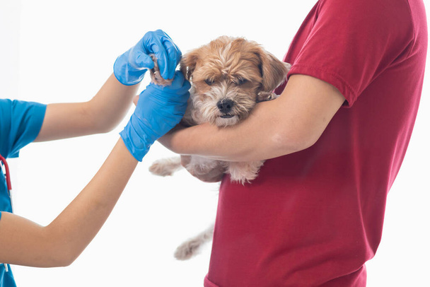 Les vétérinaires effectuent des contrôles annuels sur les chiens pour rechercher les maladies possibles et les traiter rapidement pour assurer la santé de l'animal de compagnie. vétérinaire examine chien en clinique vétérinaire pour le traitement - Photo, image