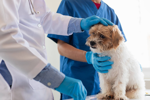 Los veterinarios están realizando revisiones anuales en los perros para buscar posibles enfermedades y tratarlas rápidamente para garantizar la salud de la mascota. veterinario está examinando perro en clínica veterinaria para el tratamiento - Foto, Imagen