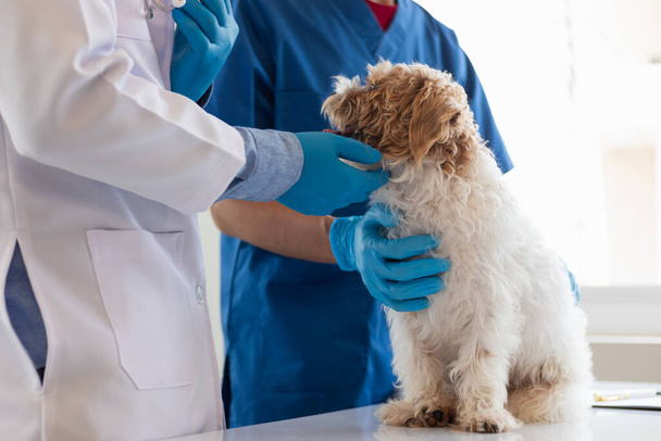 獣医師は,可能な病気を探し,ペットの健康を確保するために迅速にそれらを治療するために犬に毎年チェックアップを実行しています. 獣医師は治療のために獣医クリニックで犬を診察しています - 写真・画像