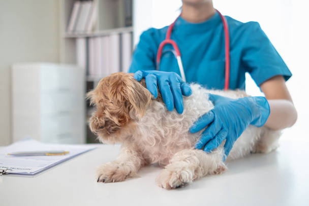 I veterinari stanno eseguendo controlli annuali sui cani per cercare possibili malattie e trattarli rapidamente per garantire la salute dell'animale domestico. veterinario sta esaminando cane in clinica veterinaria per il trattamento - Foto, immagini