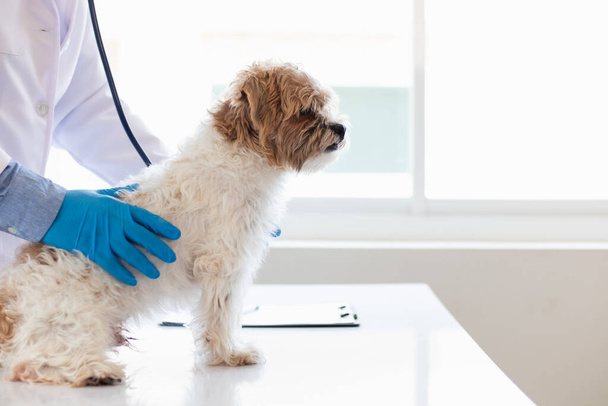 Ветеринары проводят ежегодные осмотры собак, чтобы найти возможные заболевания и лечить их быстро, чтобы обеспечить здоровье питомца. ветеринар осматривает собаку в ветеринарной клинике для лечения - Фото, изображение