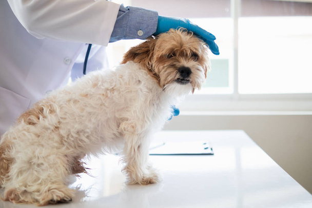 Az állatorvosok évente ellenőrzik a kutyákat, hogy megtalálják a lehetséges betegségeket, és gyorsan kezelik őket, hogy biztosítsák a kedvtelésből tartott állatok egészségét. állatorvos vizsgálja kutya állatorvosi klinikán kezelés - Fotó, kép