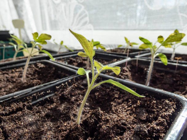 Macro shot de plántulas de plantas de tomate pequeñas que crecen en macetas de plástico en el alféizar de la ventana con cortinas blancas en el fondo. Jardinería interior y plántulas germinantes - Foto, Imagen