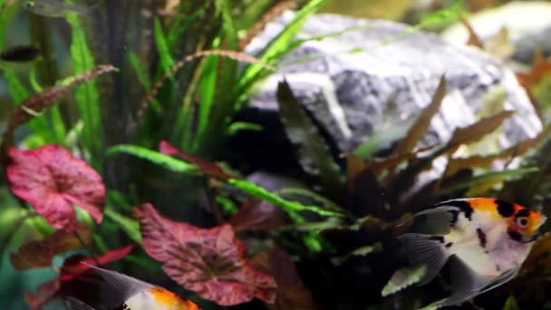 Fish in aquarium - Filmagem, Vídeo