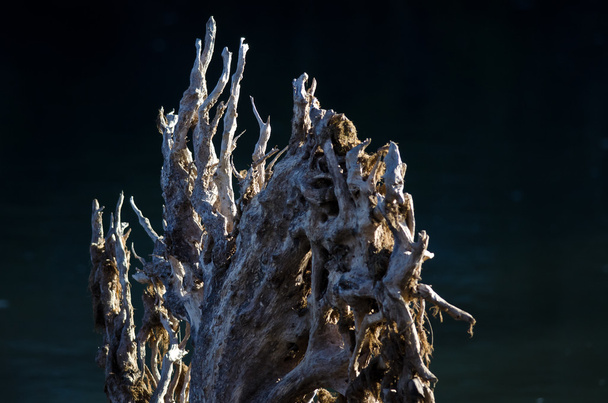 Természet absztrakt: Driftwood gyökerek állandó a kora reggeli fényben - Fotó, kép