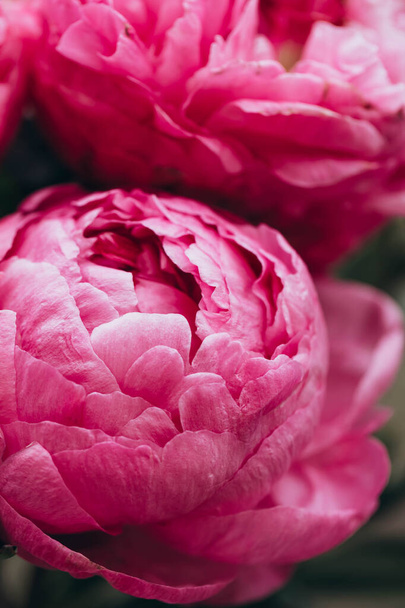 Wspaniałe kwitnące różowe piwonie w ogrodzie. Pocztówka. Koncepcja niesamowicie kwitnących kwiatów. Kwitnące piwonie. - Zdjęcie, obraz