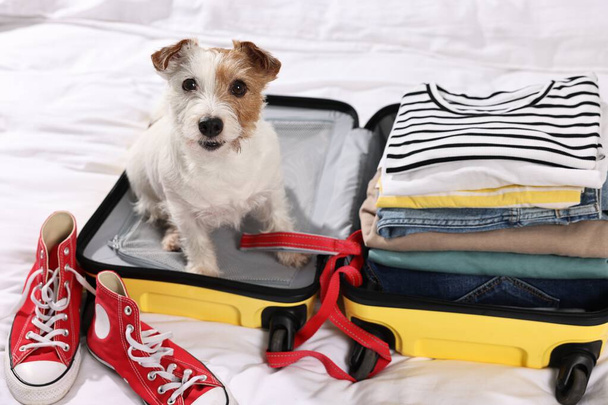 Travel with pet. Dog, clothes, shoes and suitcase on bed indoors - Foto, immagini